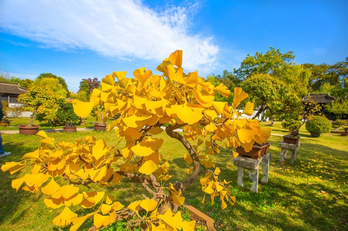 2023-06-21扬州盆景园（二）