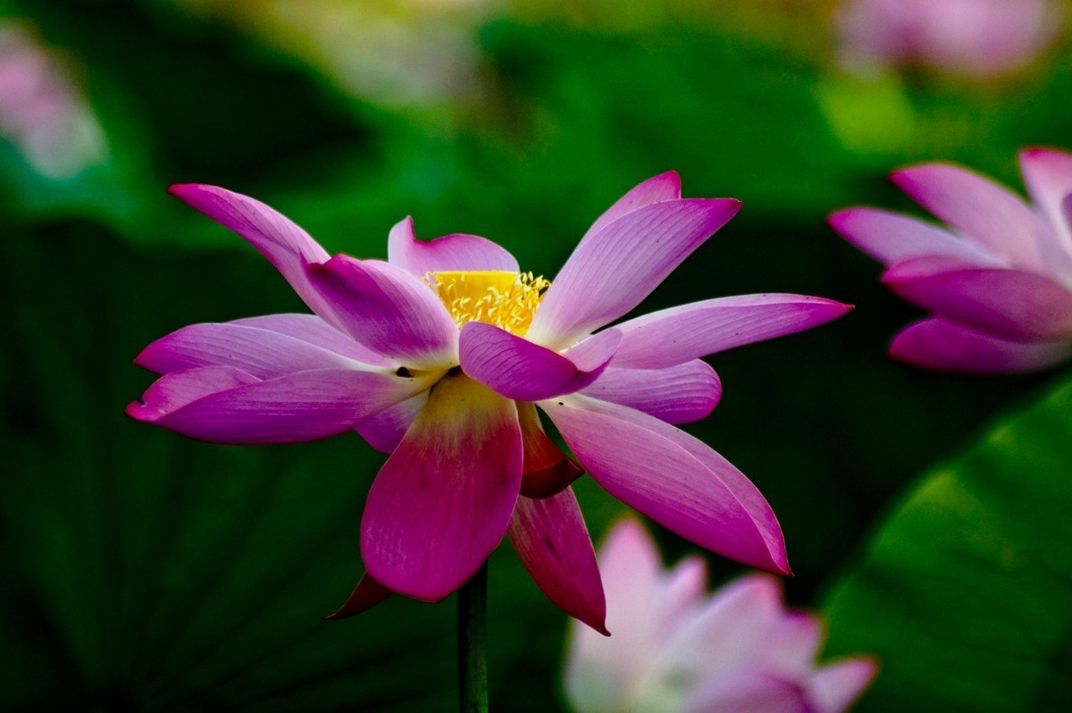 夏日——为荷而来（二）