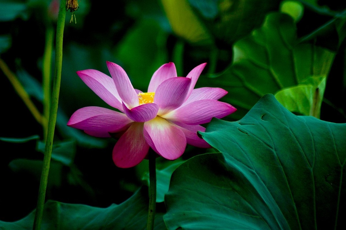 夏日——为荷而来（二）