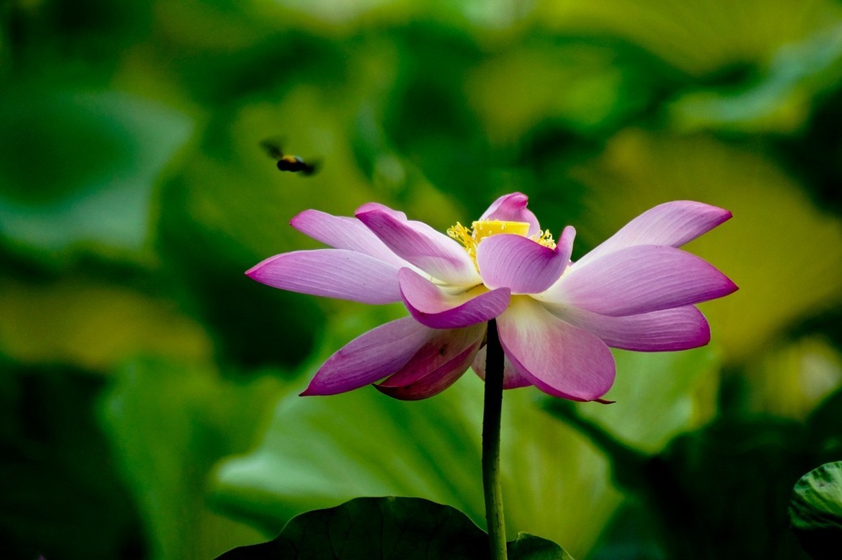 夏日——为荷而来（二）