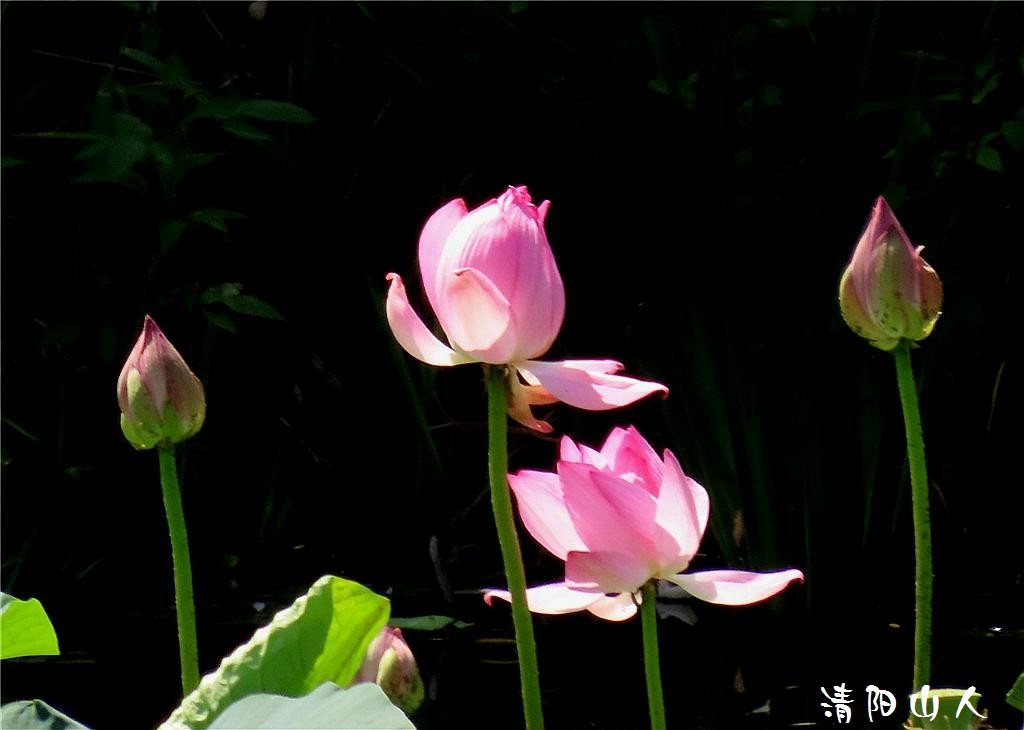 宝清县花卉{金水湾荷花 2}清阳山人