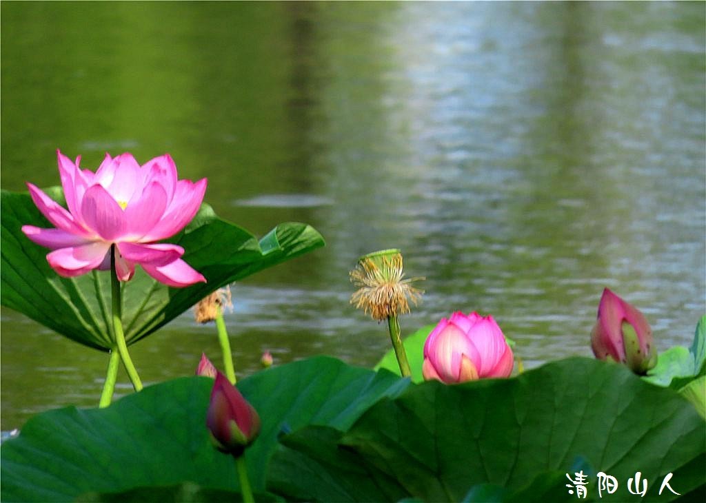 宝清县花卉{金水湾荷花 2}清阳山人