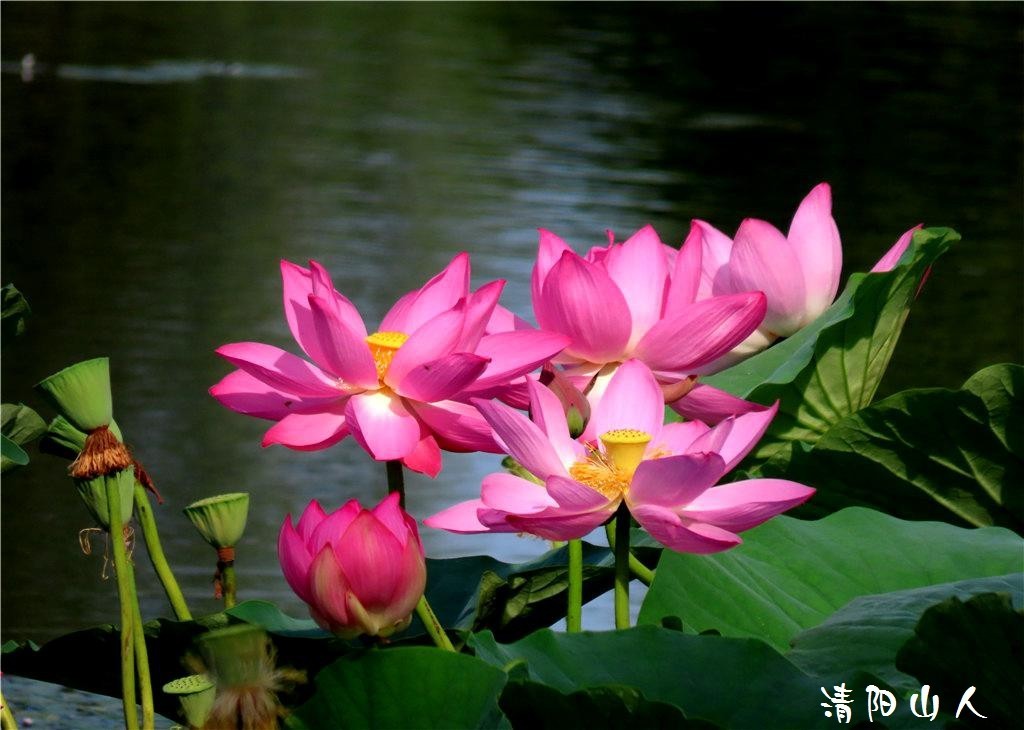 宝清县花卉{金水湾荷花 2}清阳山人