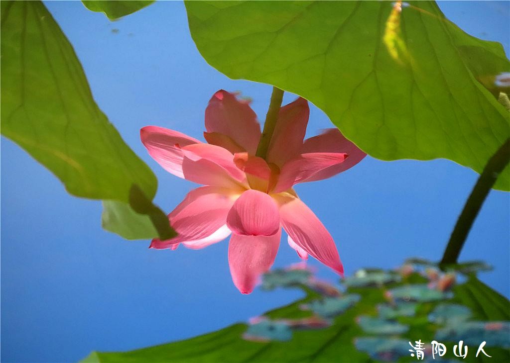 宝清县花卉{金水湾荷花 2}清阳山人