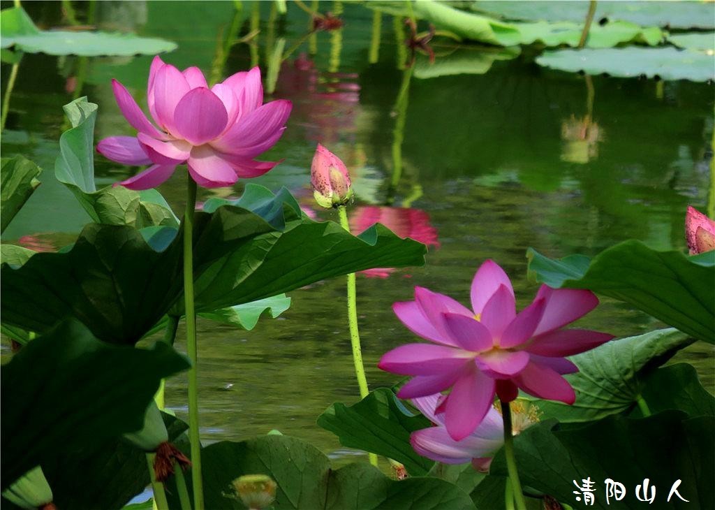 宝清县花卉{金水湾荷花 2}清阳山人