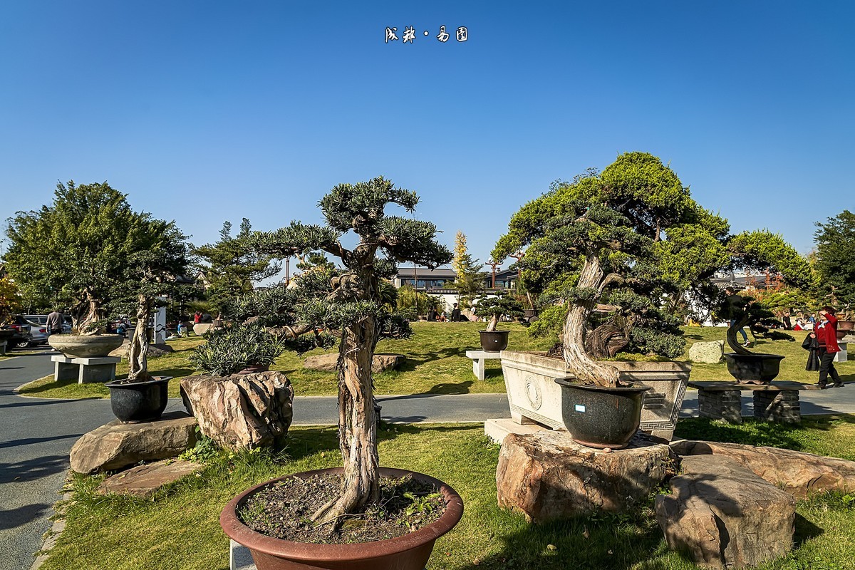 成都初冬 · 暖阳下的易园、蜀园