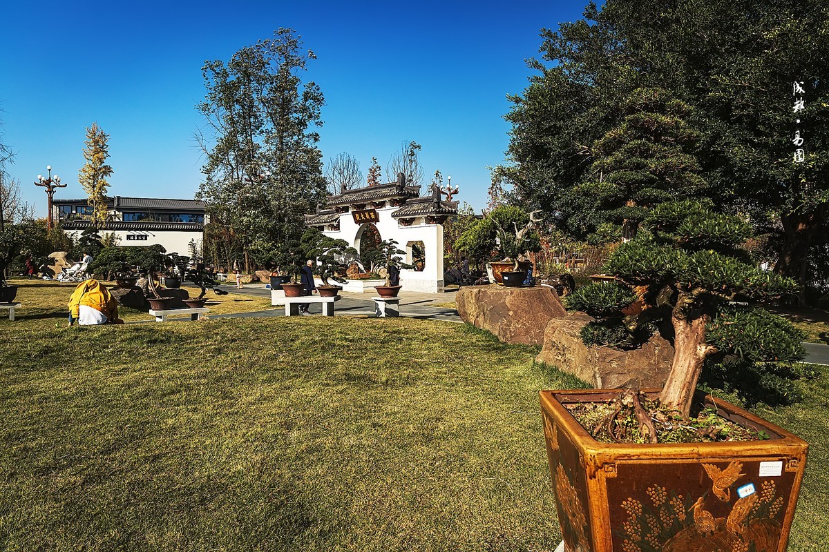 成都初冬 · 暖阳下的易园、蜀园