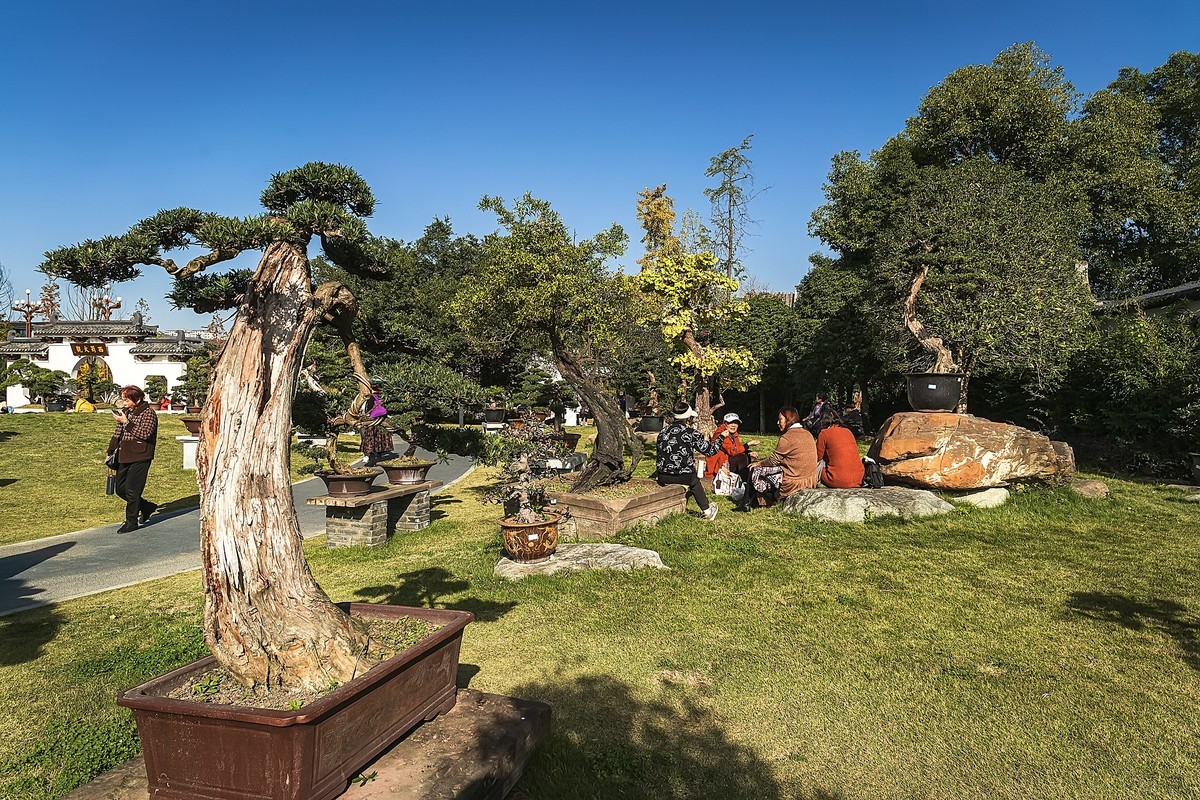 成都初冬 · 暖阳下的易园、蜀园