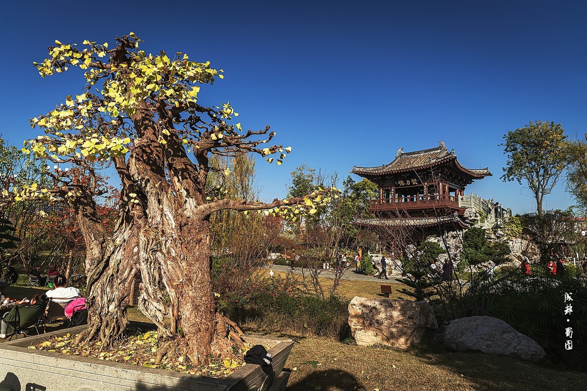 成都初冬 · 暖阳下的易园、蜀园