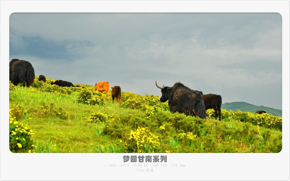 梦回甘南系列！