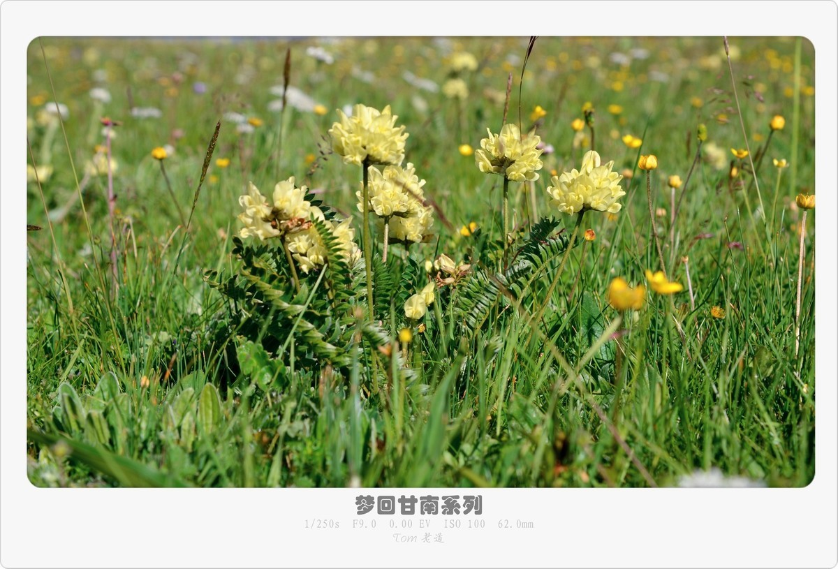 梦回甘南系列！