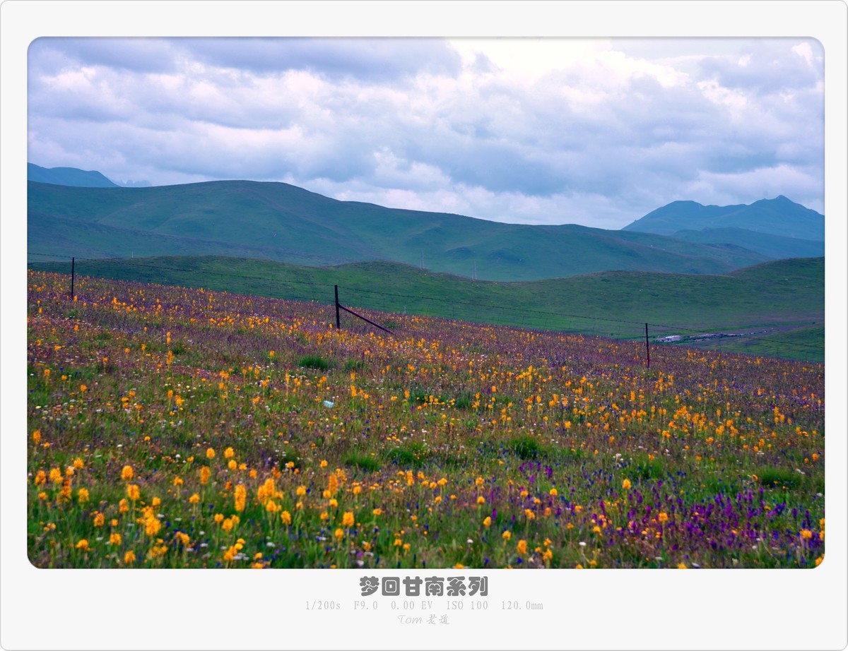 梦回甘南系列！