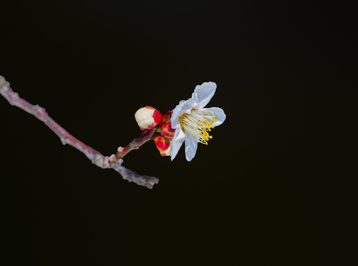 一组梅花