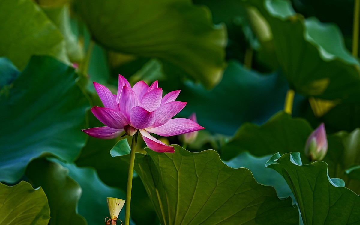 莲花池公园游拍20230629 《6》