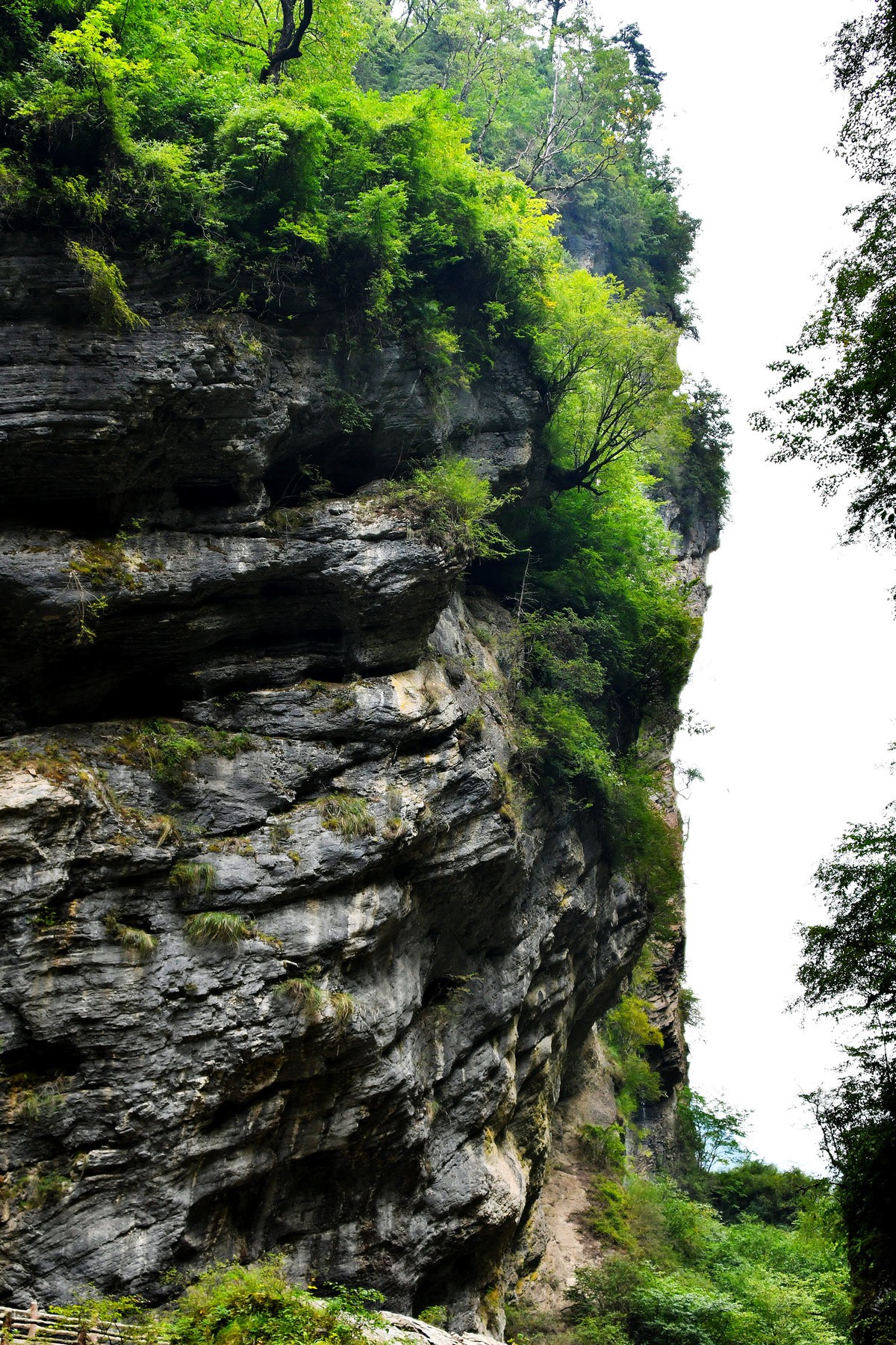 【植树节】甘南官鹅沟风光