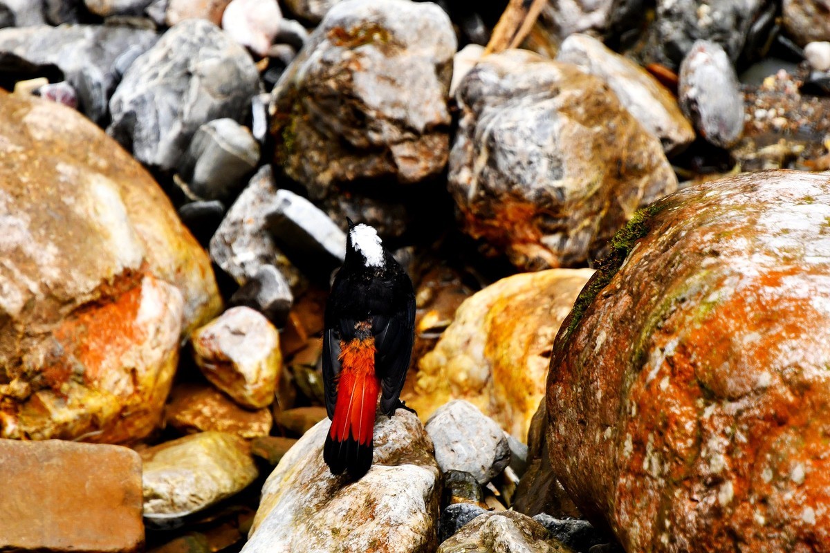 【植树节】甘南官鹅沟风光