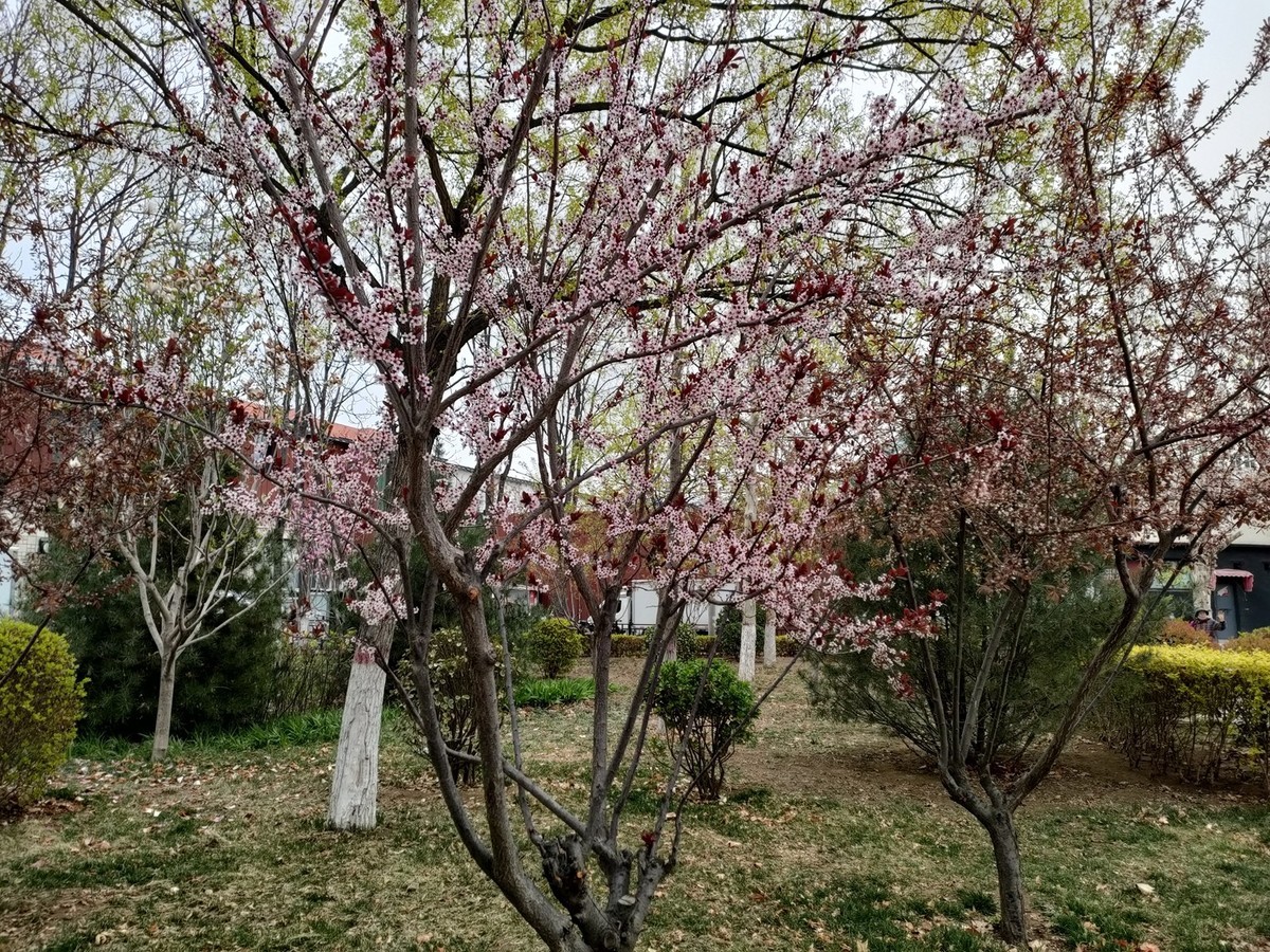 百花争艳—(手机拍摄)