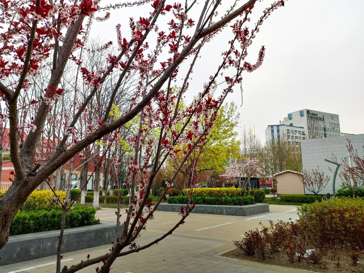 百花争艳—(手机拍摄)