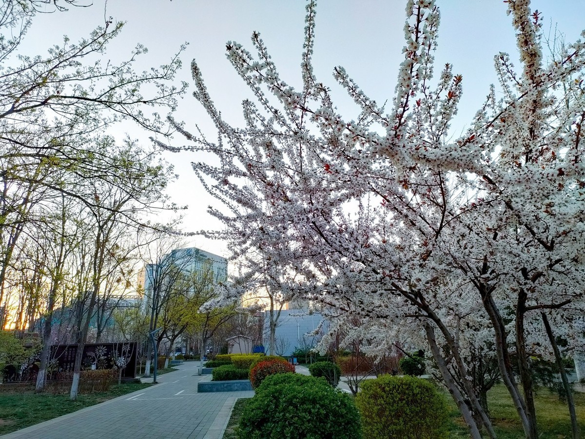 百花争艳—(手机拍摄)