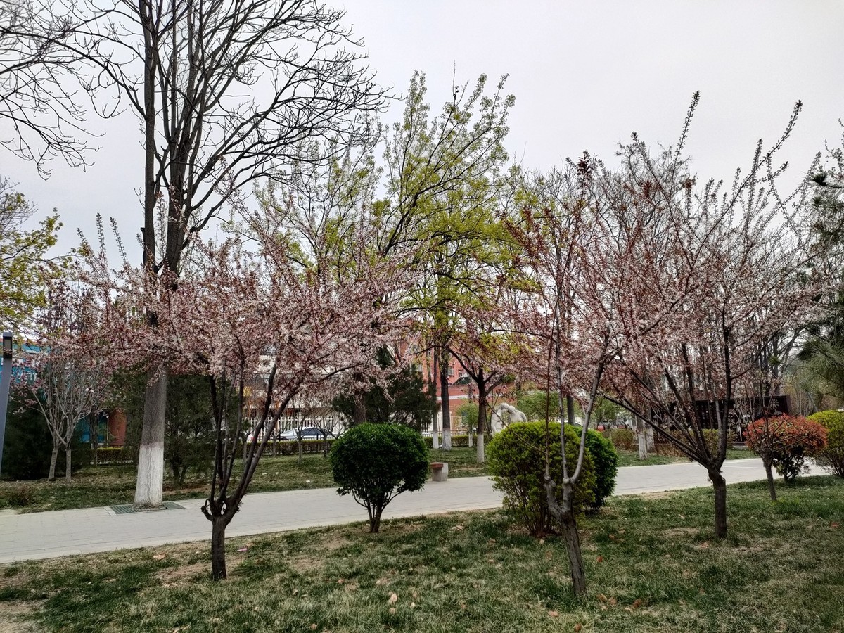 百花争艳—(手机拍摄)