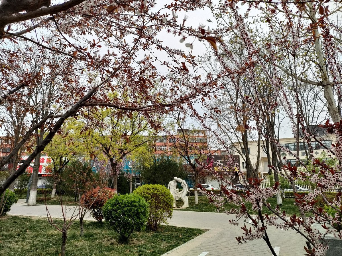 百花争艳—(手机拍摄)