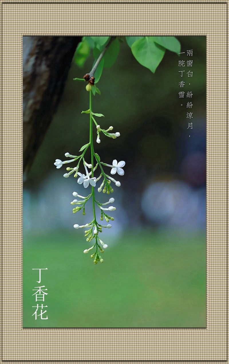 丁香花