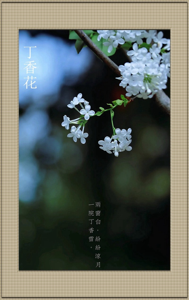 丁香花