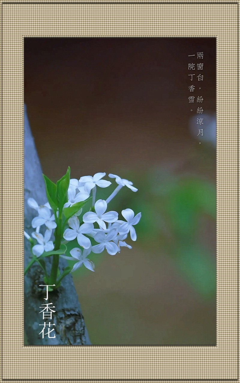 丁香花