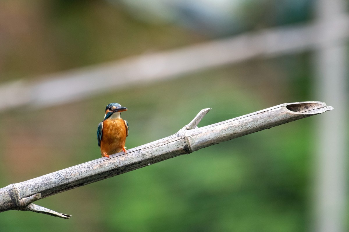 尼康D850+200-500拍的几种小鸟