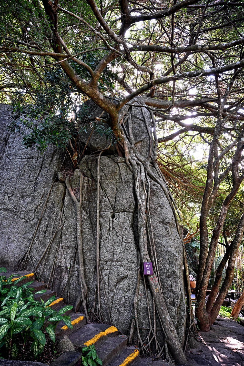 三亚热带雨林公园看风景（A）