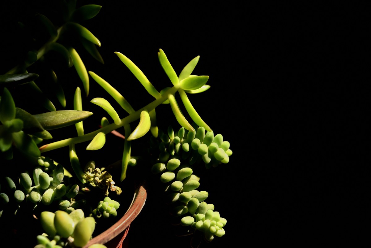 多肉、鸟儿与花