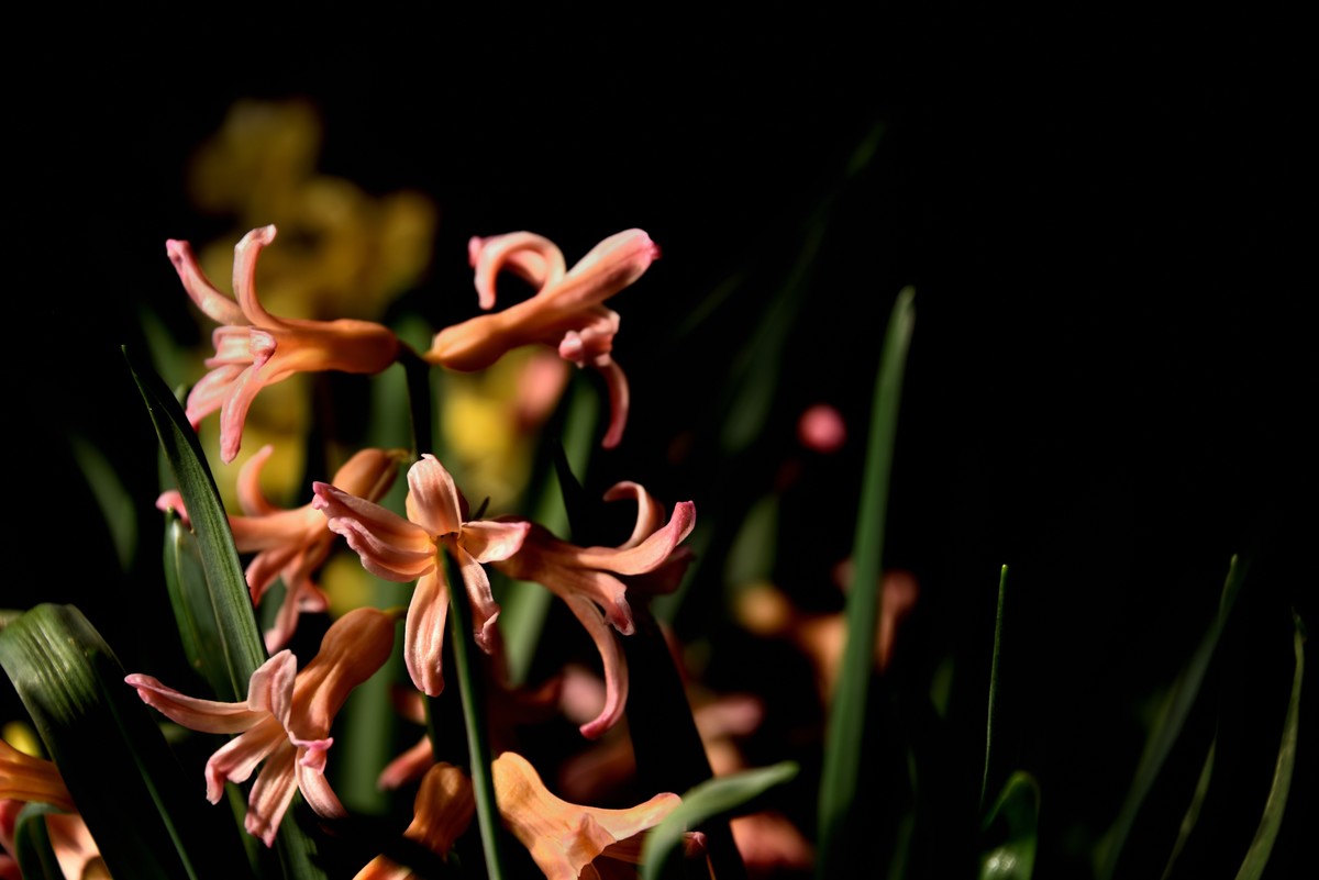 多肉、鸟儿与花