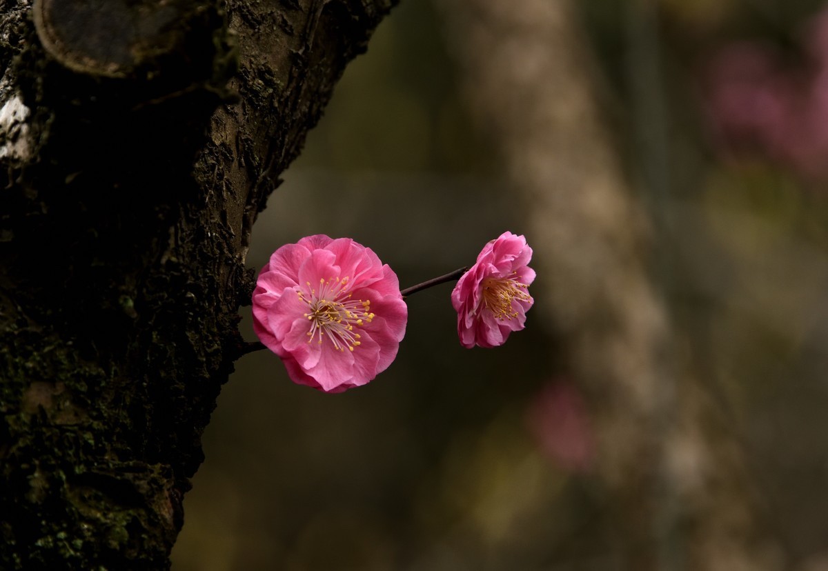 多肉、鸟儿与花