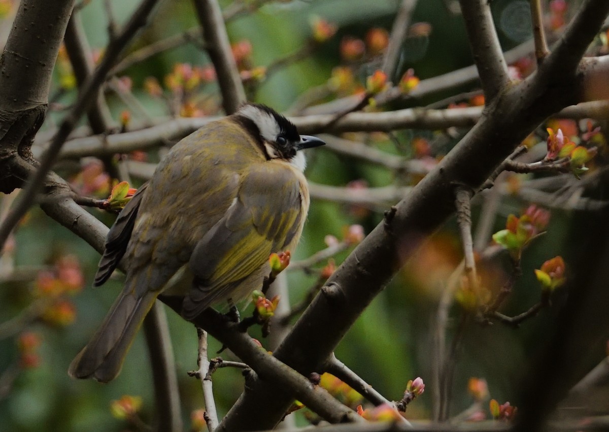 多肉、鸟儿与花