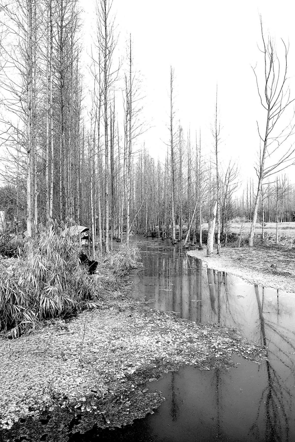 黑白照片。。。。。。。