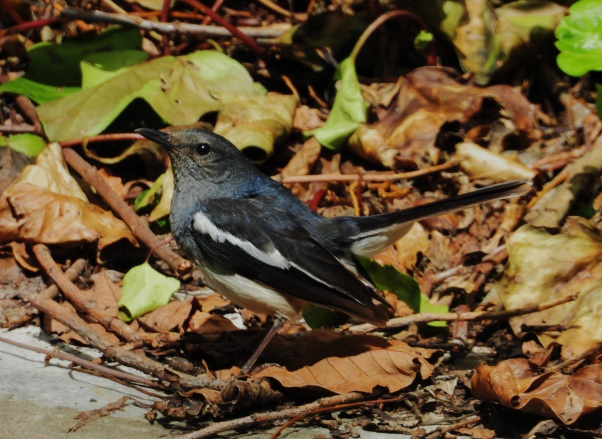 东方大苇莺与觅食、喂食的鹊鸲