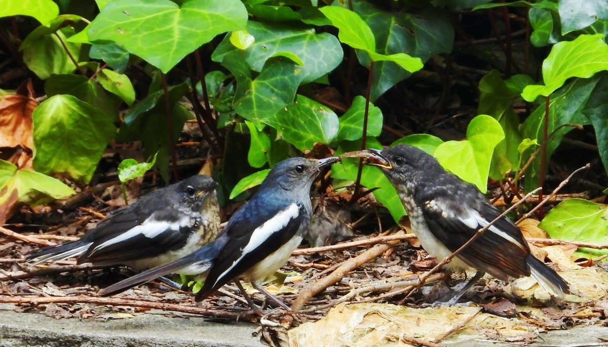 东方大苇莺与觅食、喂食的鹊鸲
