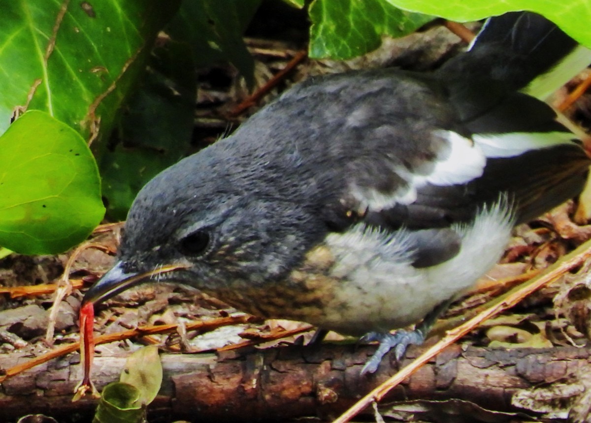 东方大苇莺与觅食、喂食的鹊鸲