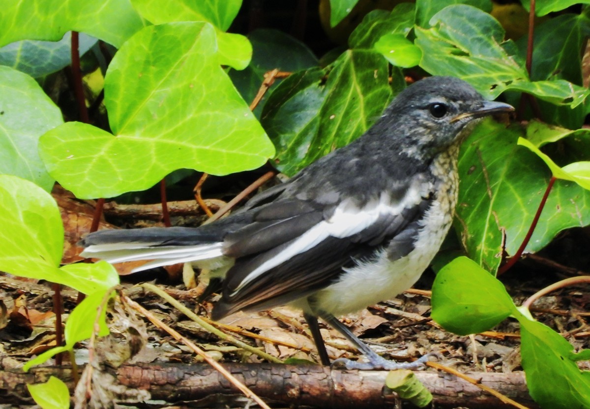 东方大苇莺与觅食、喂食的鹊鸲
