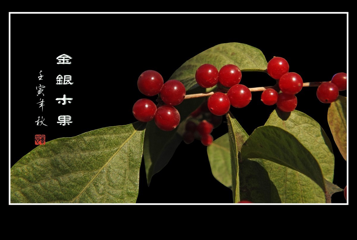 红玛瑙般的金银木果