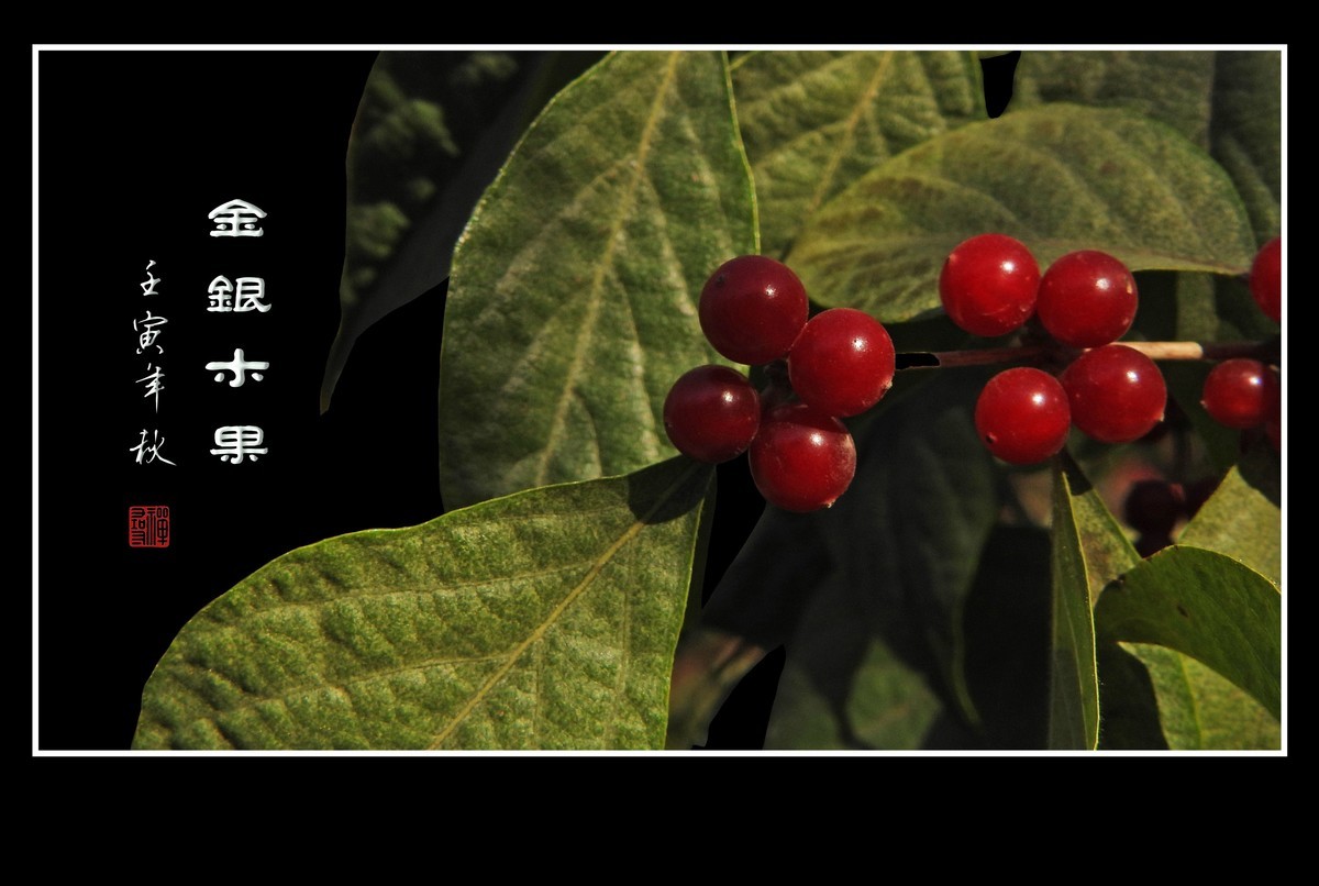 红玛瑙般的金银木果