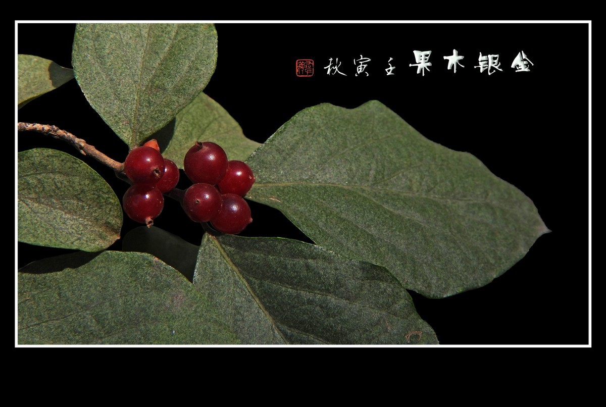 红玛瑙般的金银木果