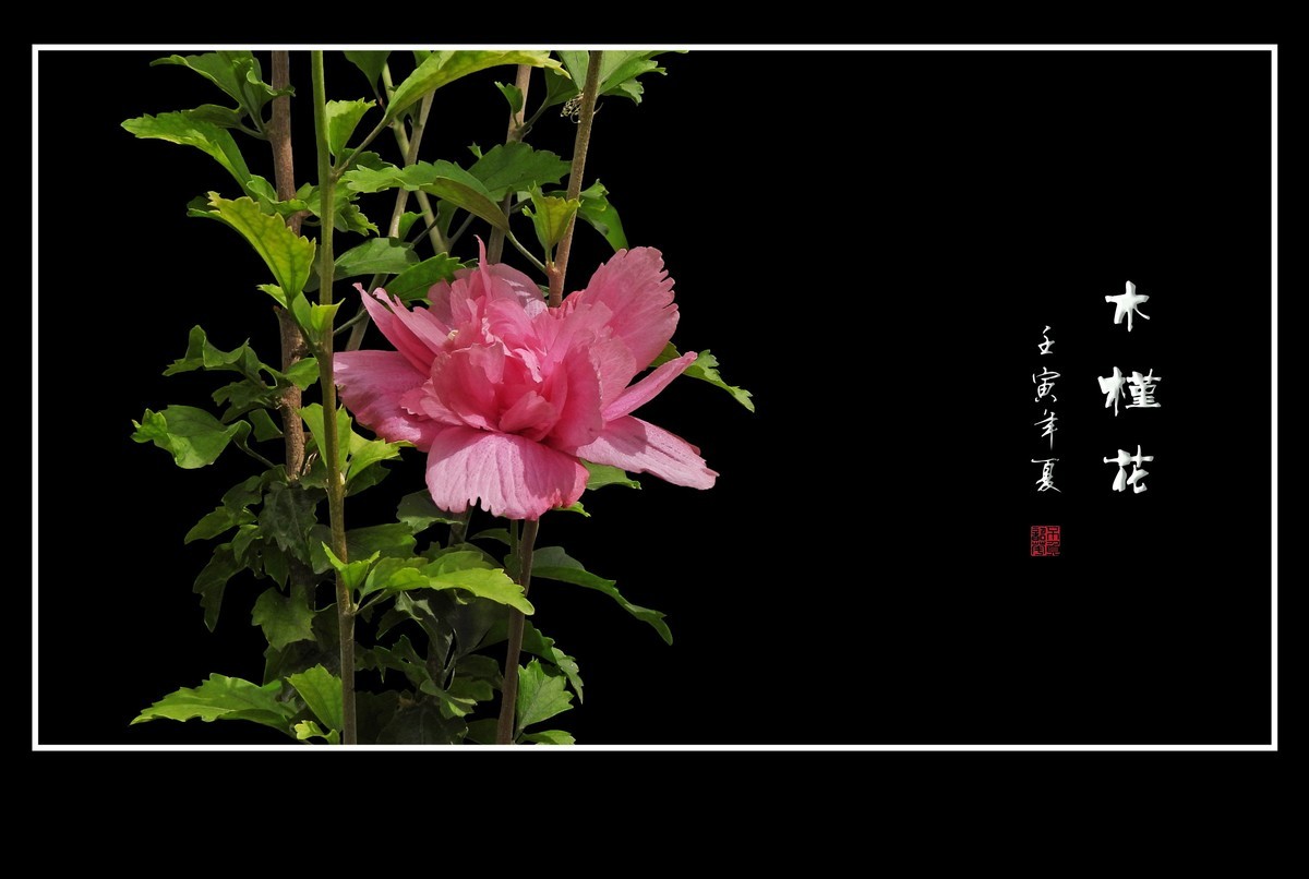 欣欣向荣的粉色木槿花