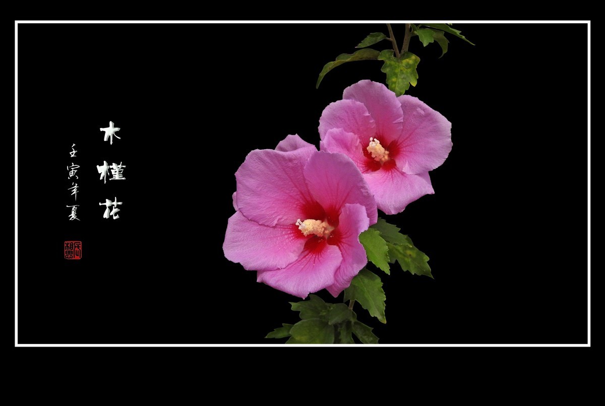 欣欣向荣的粉色木槿花