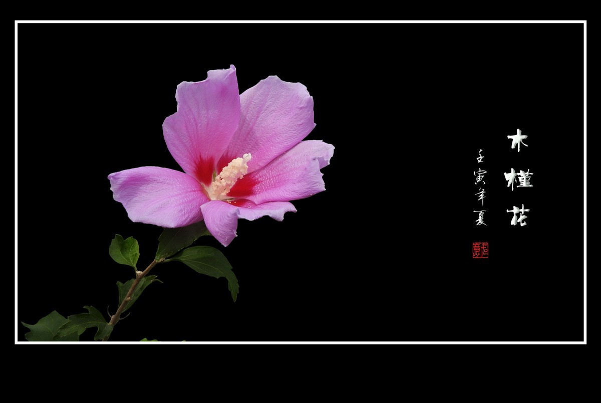 欣欣向荣的粉色木槿花