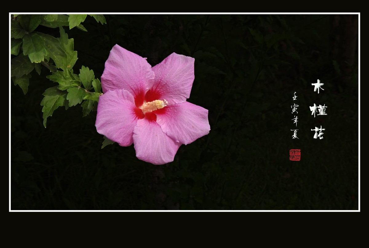 欣欣向荣的粉色木槿花