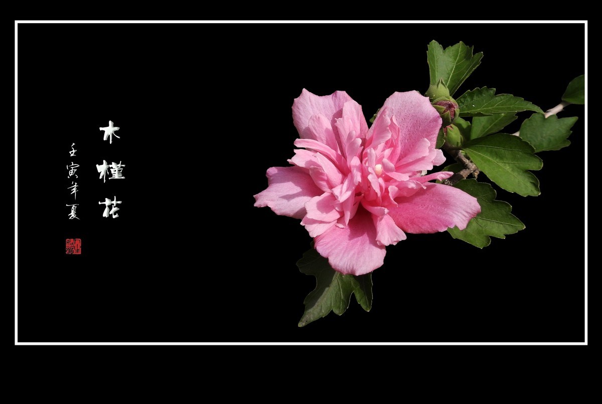 欣欣向荣的粉色木槿花