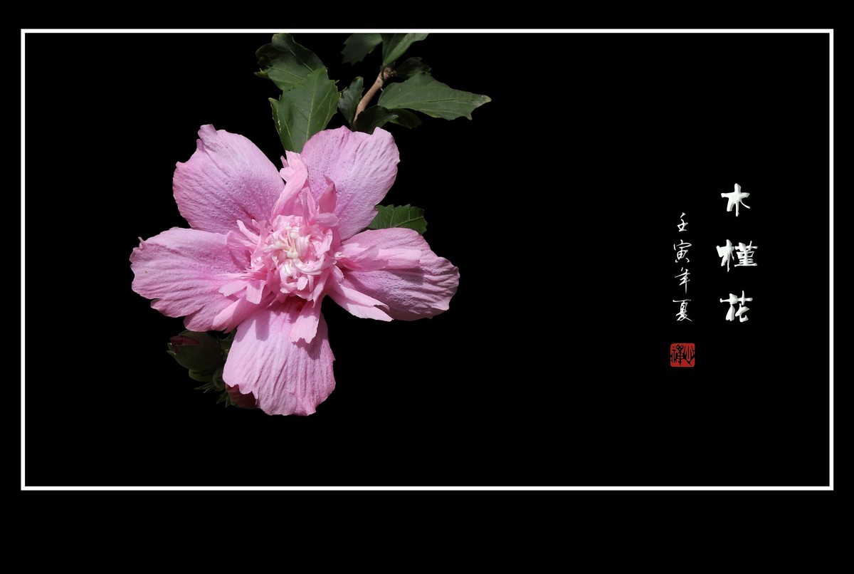 欣欣向荣的粉色木槿花