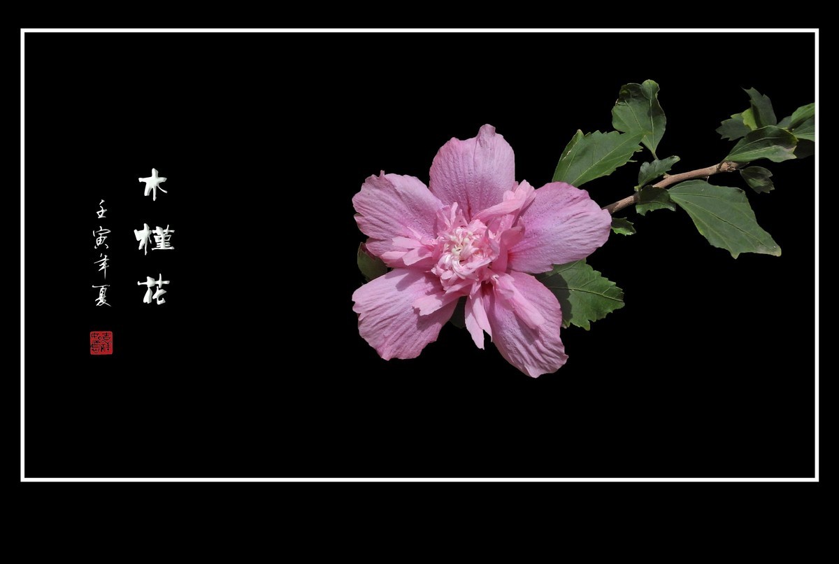 欣欣向荣的粉色木槿花