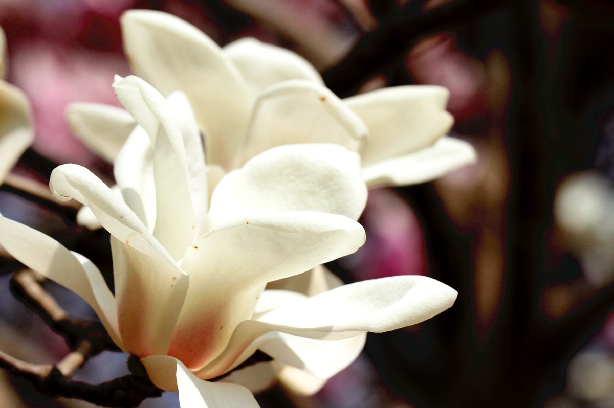 一个中午拍了三种色彩的玉兰